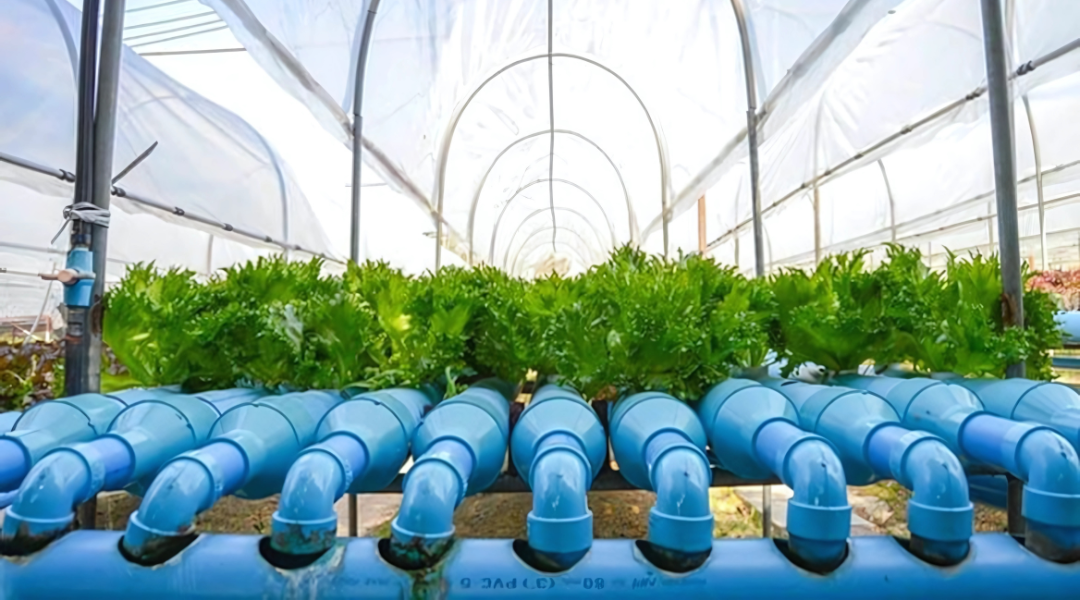 hydroponic